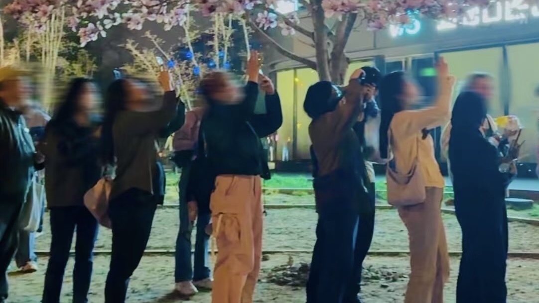 CBD玉兰C位出道了 背景板直接拉满城市天际线 CBD玉兰C位出道了 背景板直接拉满城市天际线