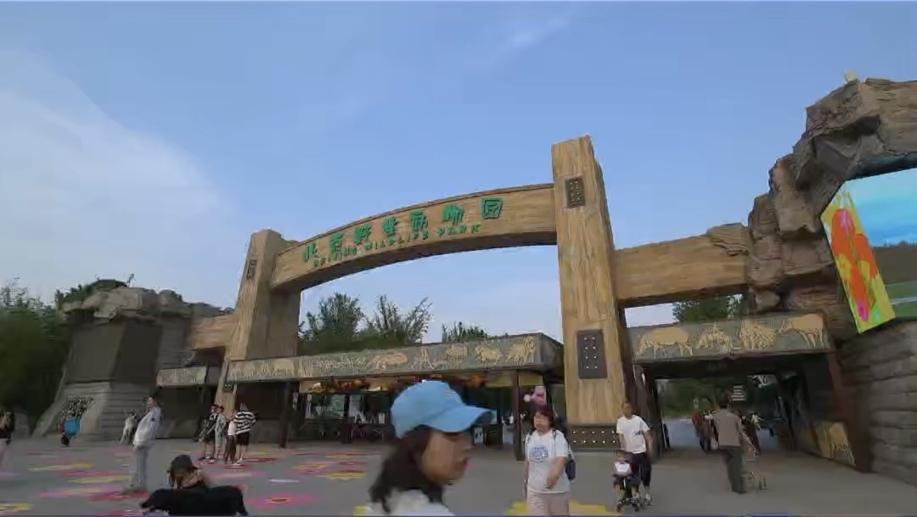 闯入北京野生动物园猛兽天地,驾驶员带你读懂野性魅力 闯入北京野生动物园猛兽天地,驾驶员带你读懂野性魅力