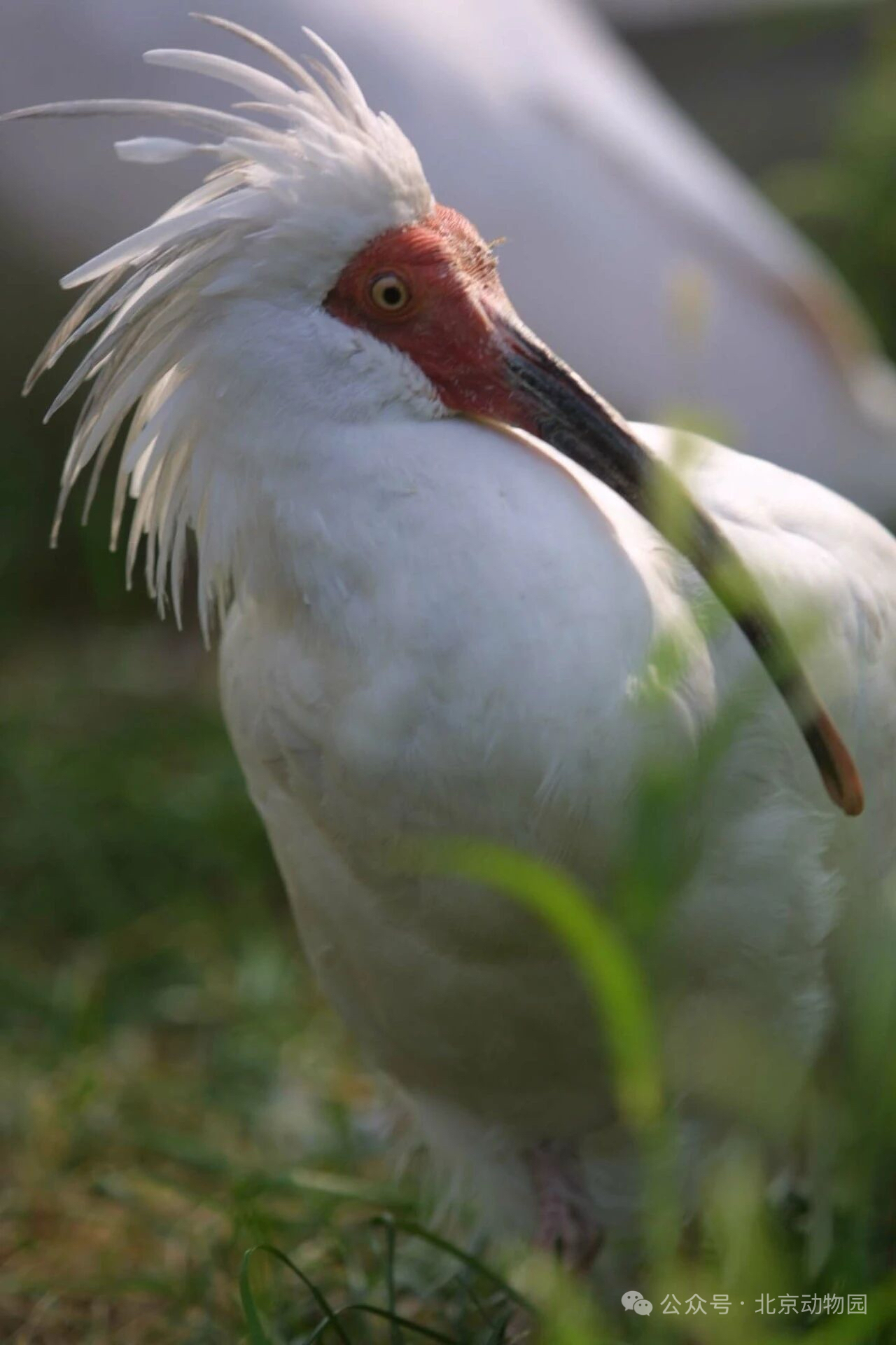 世界上最长寿朱鹮“平平”去世 40岁走完不平凡的一生 世界上最长寿朱鹮“平平”去世 40岁走完不平凡的一生