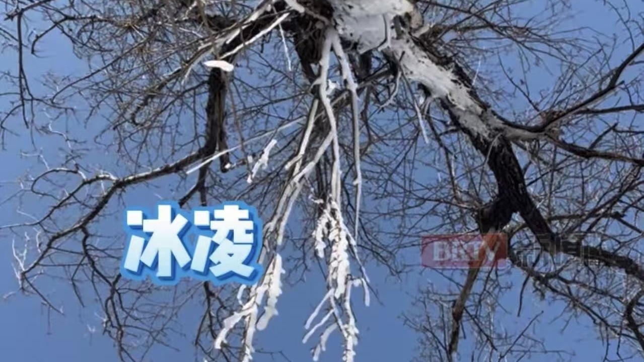 雪后的北京是冰封的诗篇 满树冰凌 亮晶晶