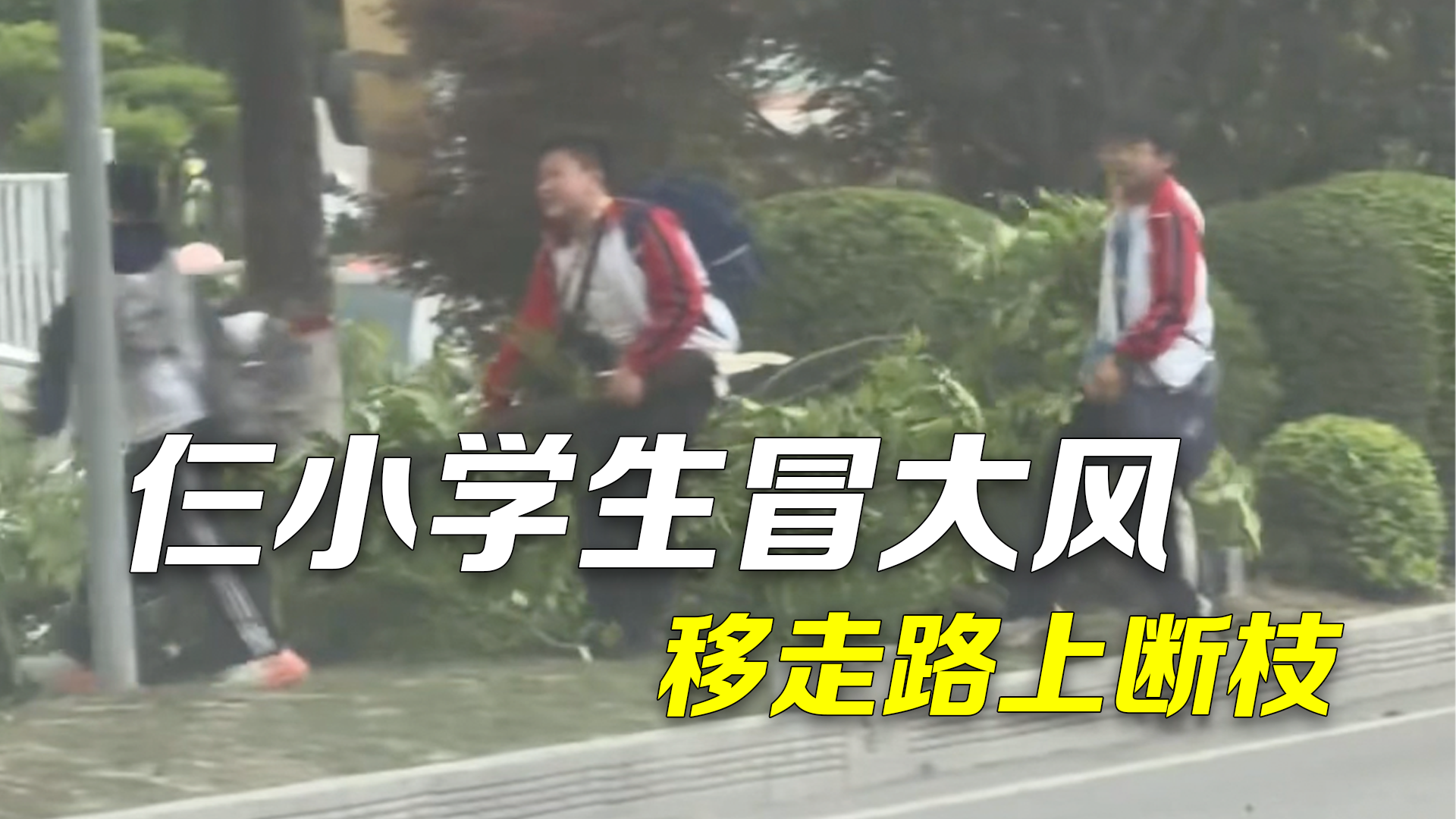 仨小学生冒大风移走路上树枝 拍摄者称要送他们书包和文具表达认可 仨小学生冒大风移走路上树枝 拍摄者称要送他们书包和文具表达认可