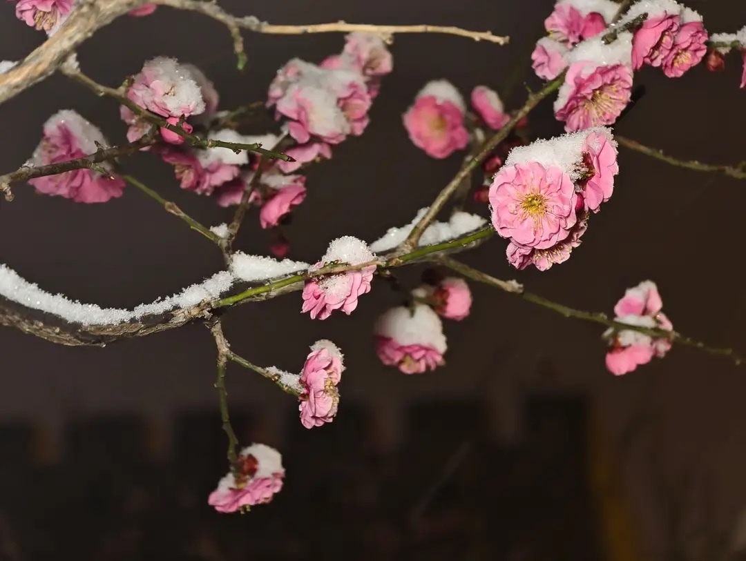 北京迎春雪，明城墙遗址公园春梅傲雪引市民踏雪夜赏