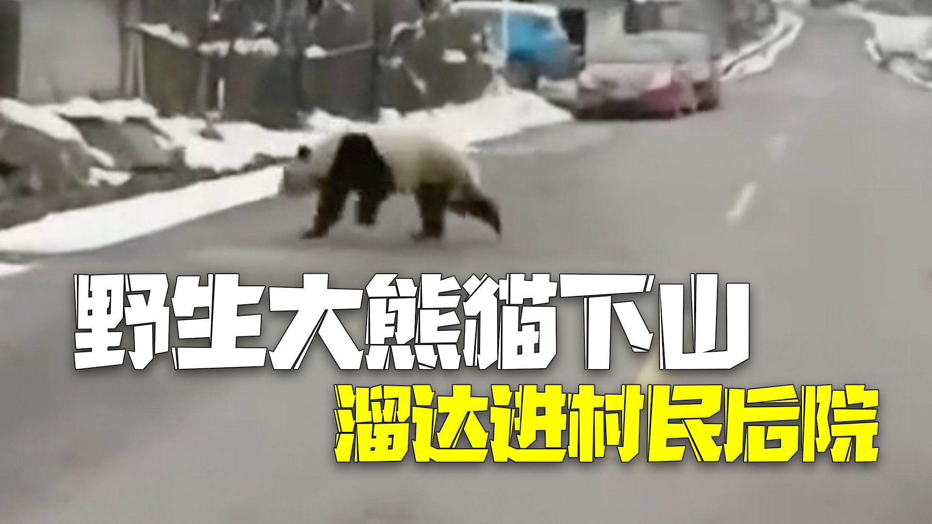 野生大熊猫下山溜达进村民后院 当地保护区:熊猫已安全回山 野生大熊猫下山溜达进村民后院 当地保护区:熊猫已安全回山