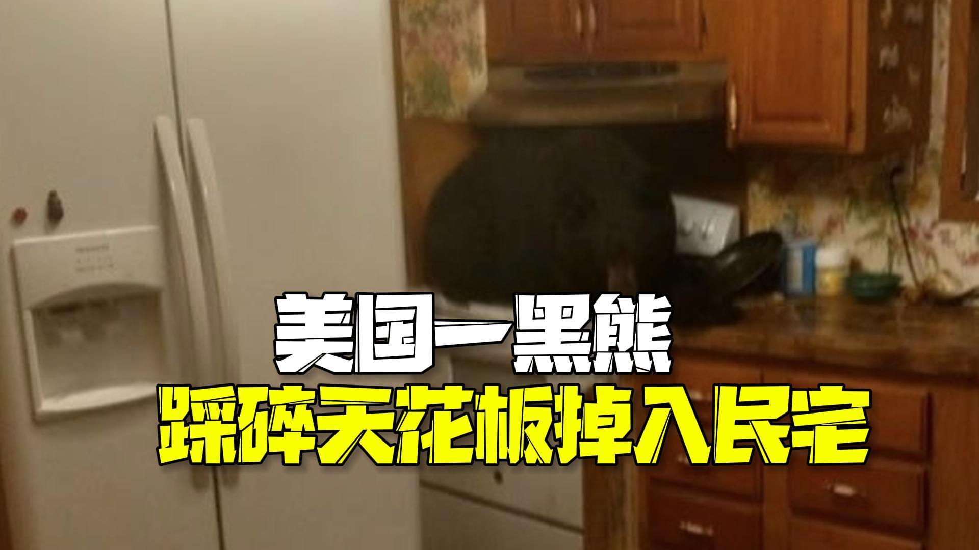 天降黑熊！美国一黑熊踩碎天花板掉入民宅 乖乖趴着等待救援