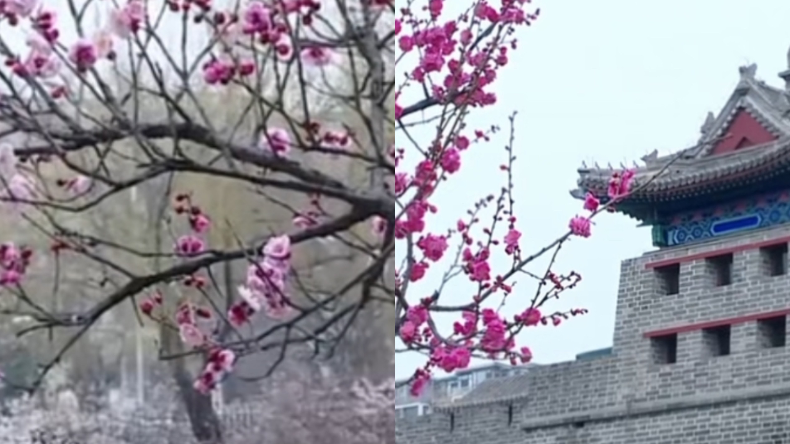 赏春进行时！左安门角楼花开正好