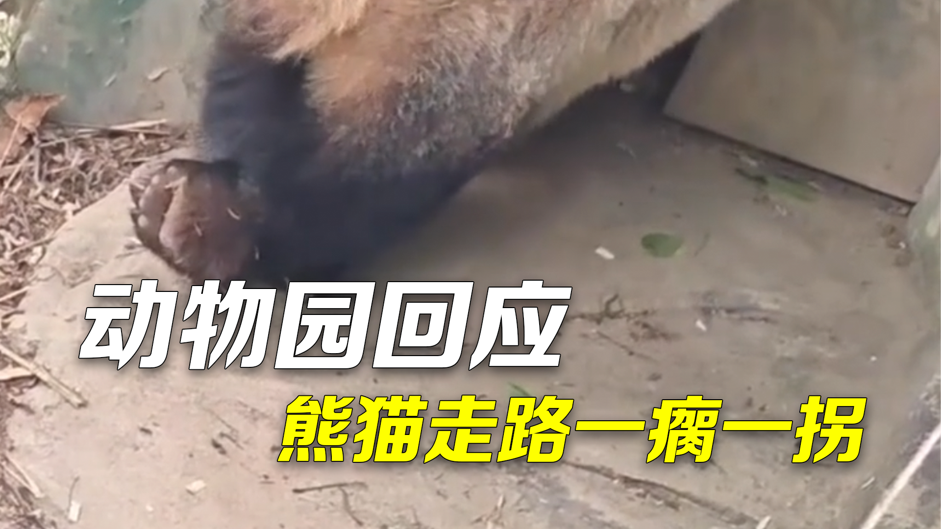 动物园回应熊猫右后腿一瘸一拐:打疫苗时乱动碰到神经,已明显好转 动物园回应熊猫右后腿一瘸一拐:打疫苗时乱动碰到神经,已明显好转