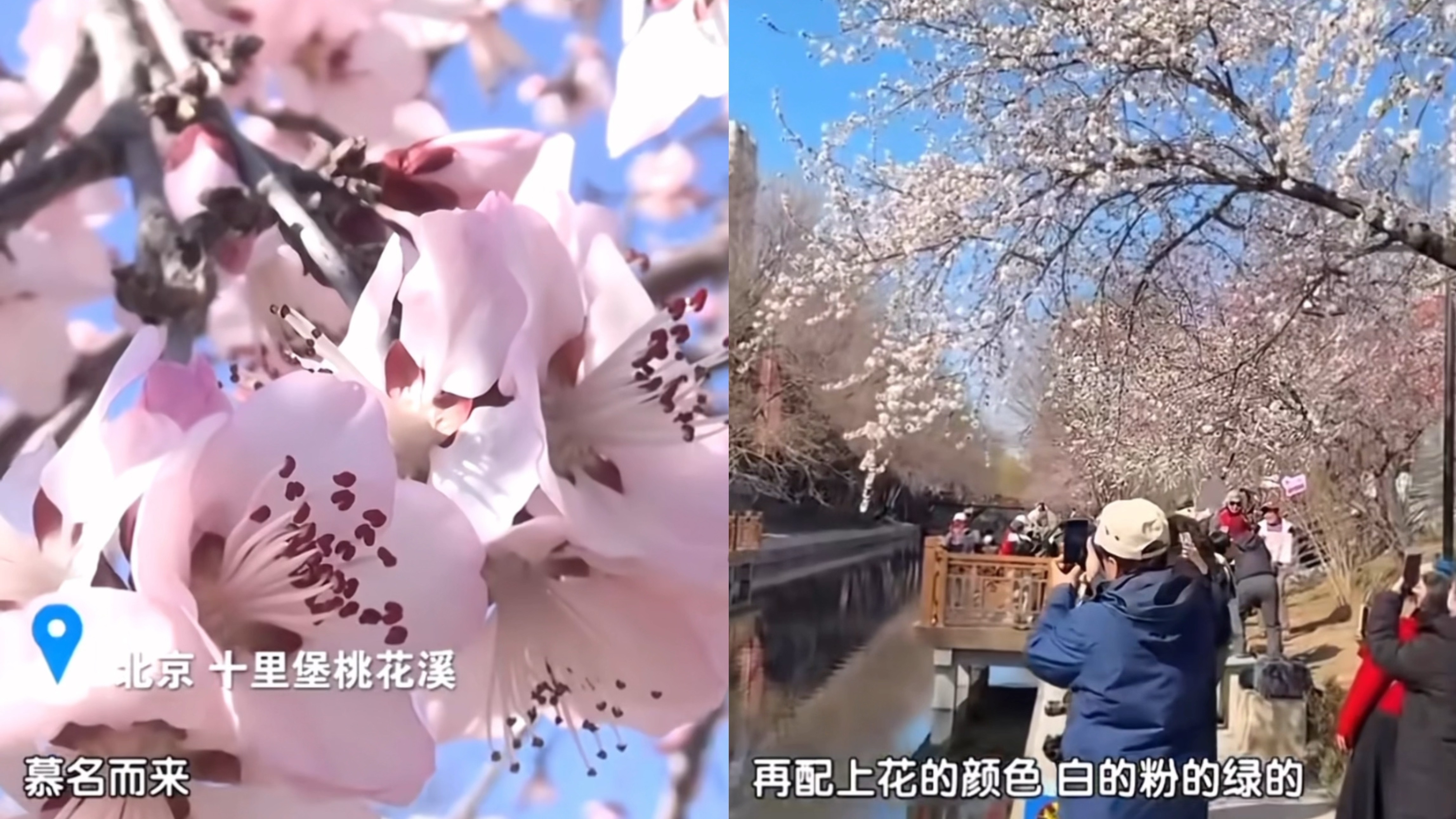 春和景明，京城这处“桃花源”藏不住了！