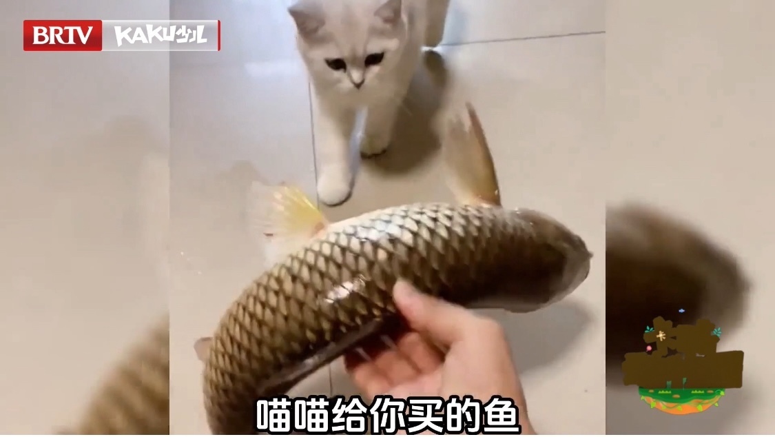 卡酷动物园|这届人类我真的带不动! 卡酷动物园|这届人类我真的带不动!