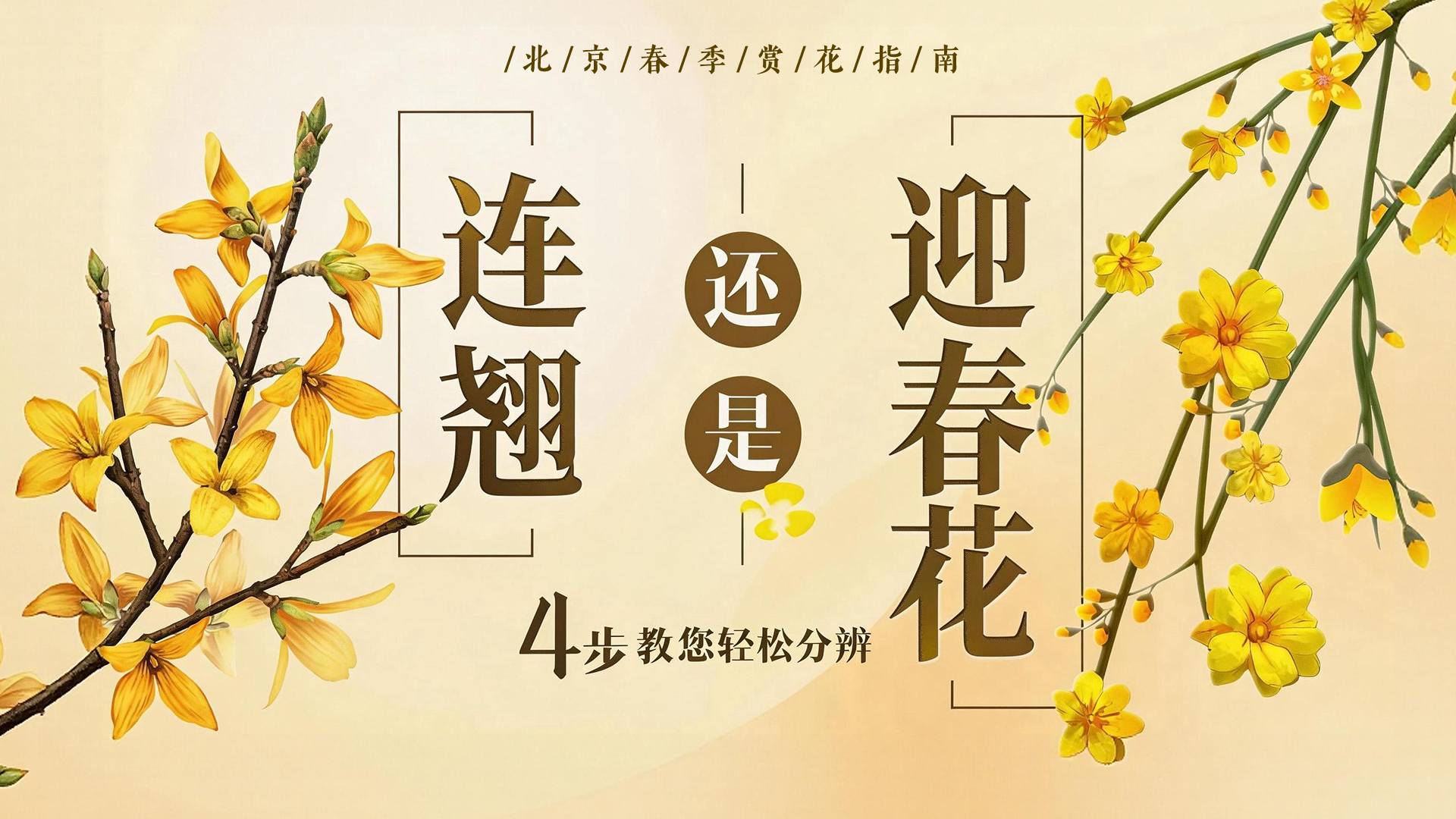 别再叫错了!连翘vs迎春,这几个细节一对比就懂了 别再叫错了!连翘vs迎春,这几个细节一对比就懂了