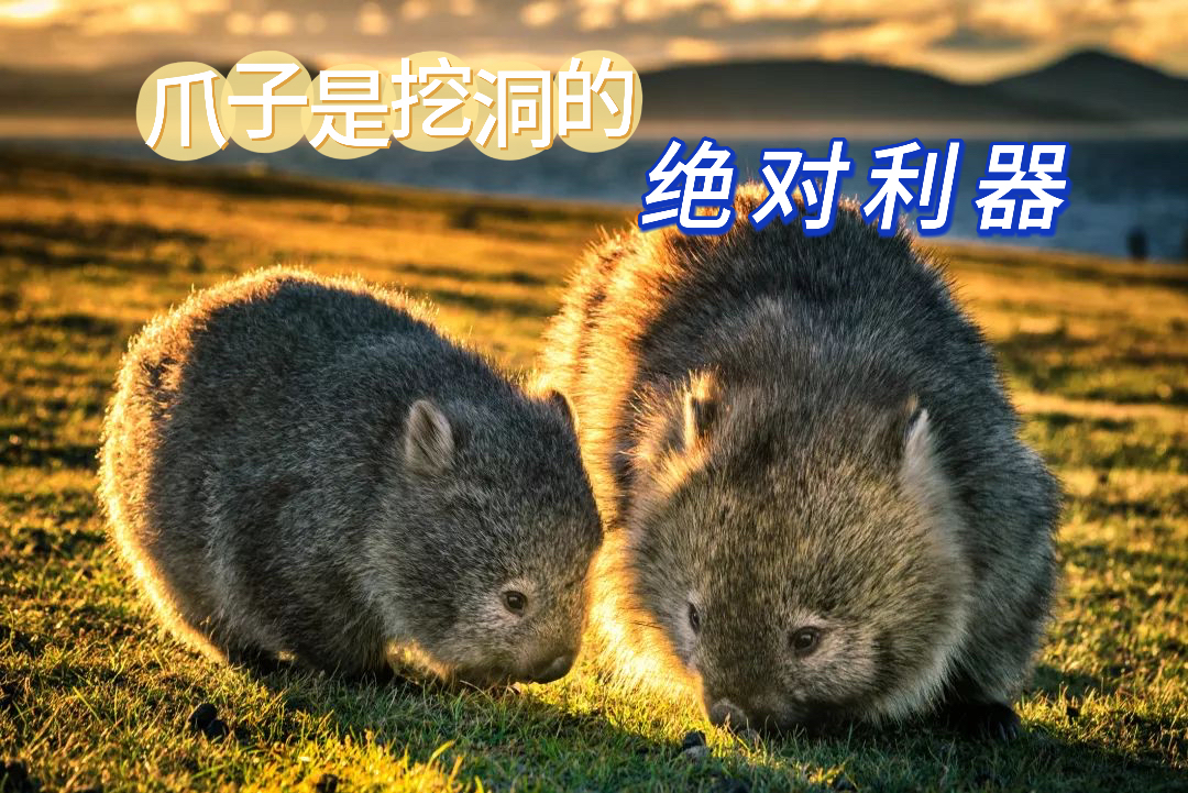 《卡酷动物园》：爪子是挖洞的绝对利器