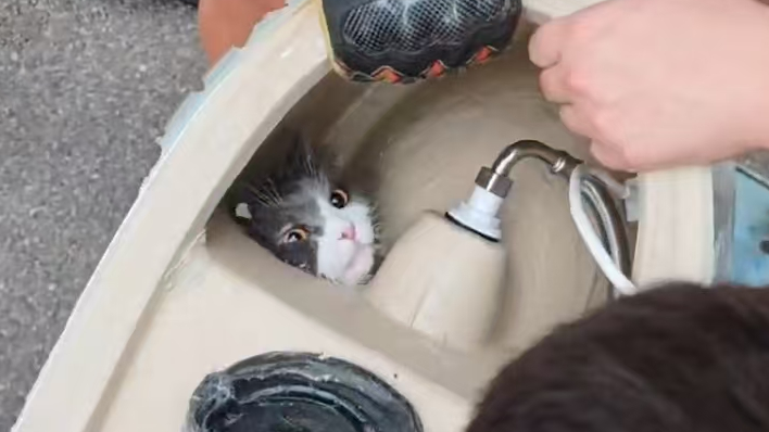 “猫主子”闯祸了！猫咪卡进马桶里，消防员叔叔都笑场了！