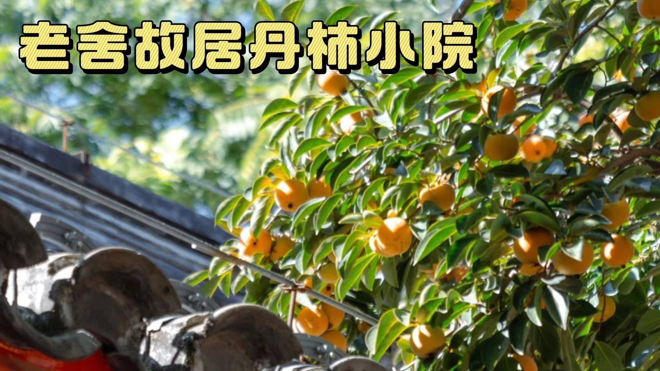 火爆全网的浓浓秋意!来老舍故居丹柿子小院,看老舍先生亲手种下的柿_北京时间