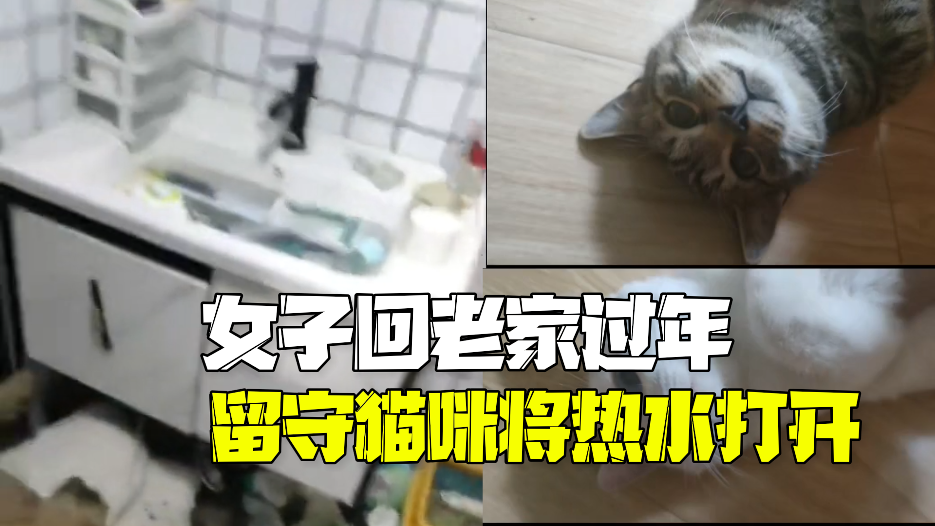 女子回老家过年9天后回来发现猫咪将热水打开:浴室被泡,欠水费539元 女子回老家过年9天后回来发现猫咪将热水打开:浴室被泡,欠水费539元