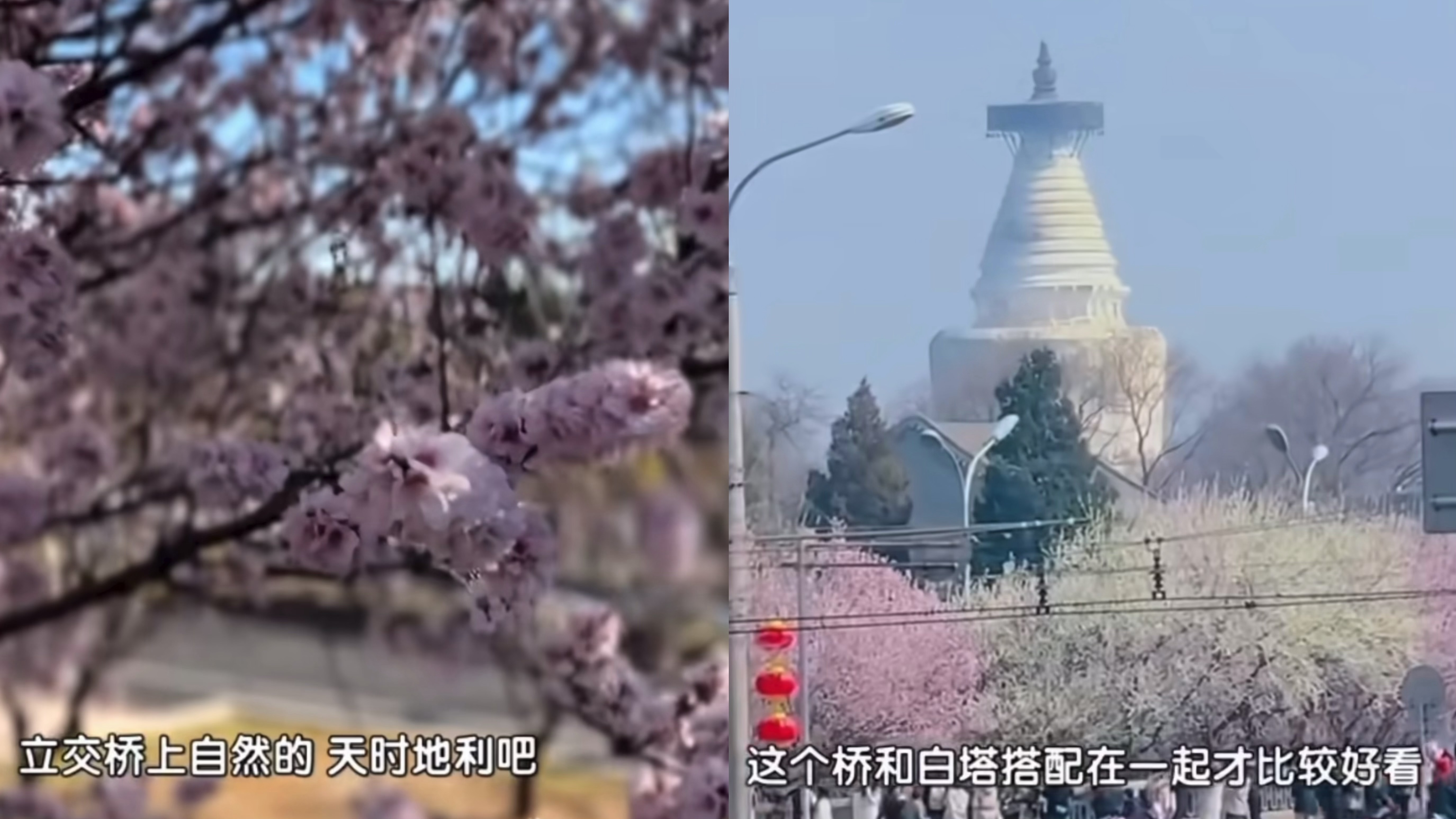 春日限定浪漫！阜成门桃花与白塔同框，美翻了