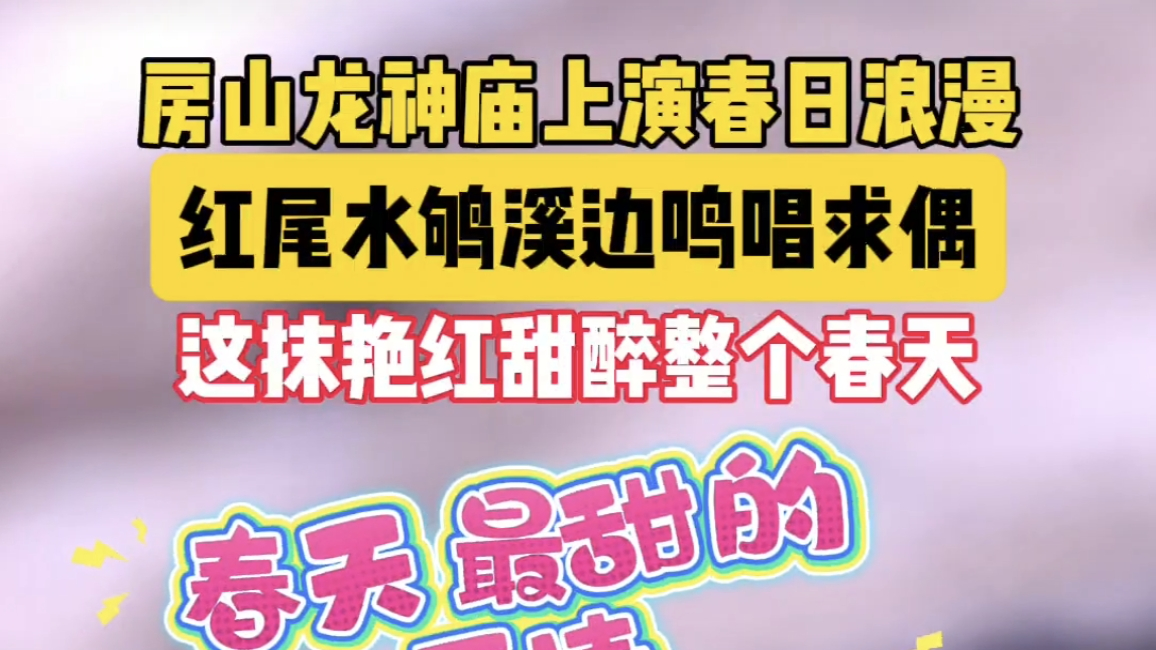 房山龙神庙上演春日浪漫
红尾水鸲溪边鸣唱求偶
这抹艳红甜醉春天 房山龙神庙上演春日浪漫
红尾水鸲溪边鸣唱求偶
这抹艳红甜醉春天