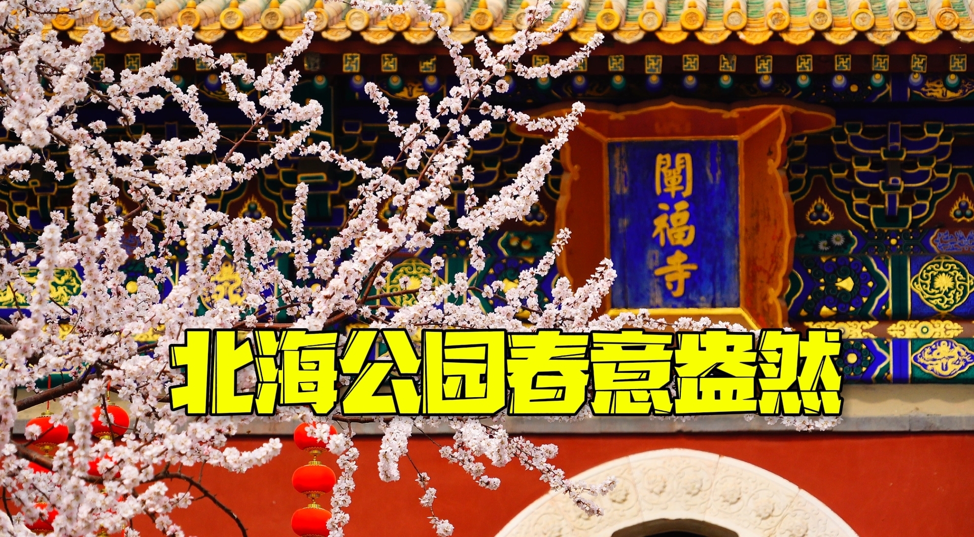 北海公园春意盎然 山桃花迎春花竞相绽放