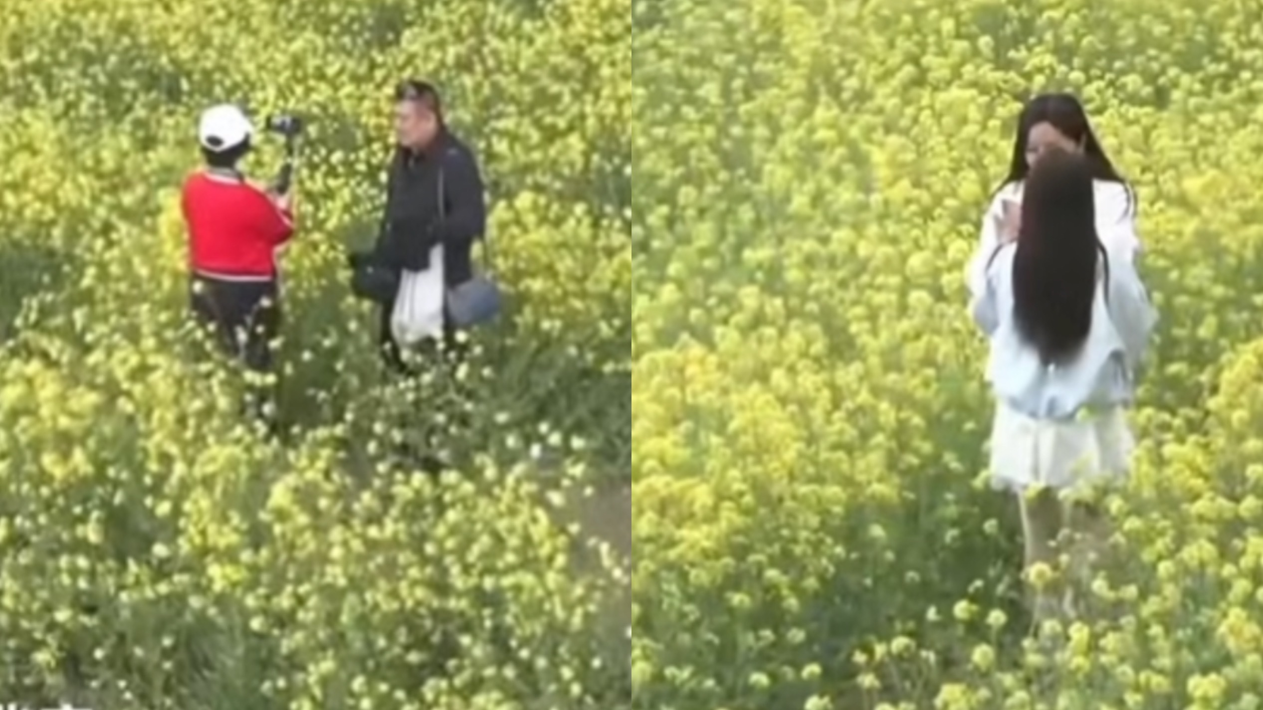 百亩油菜花海正在盛开，来赴一场金色之约