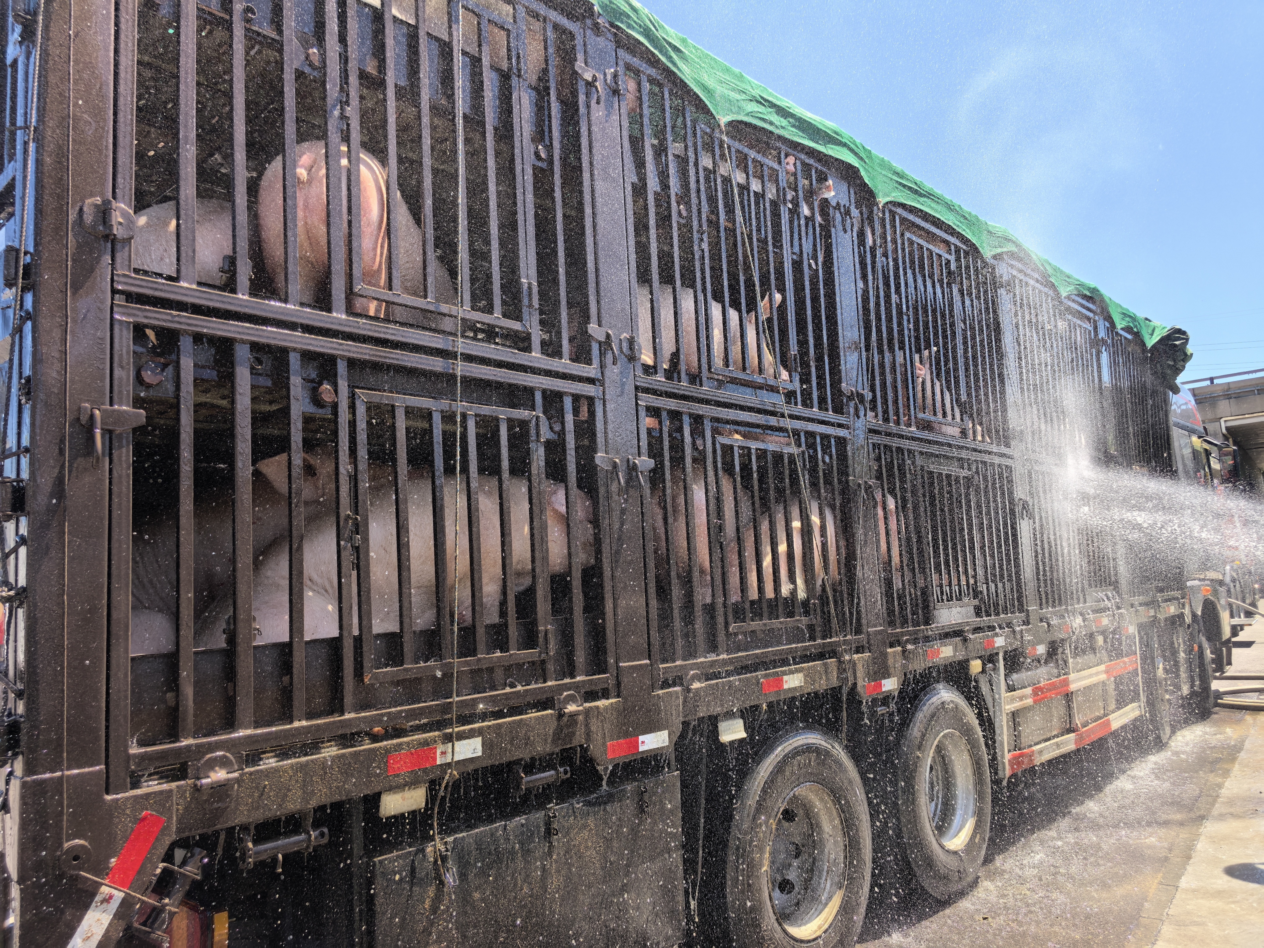 90余头猪中暑顺义消防为“猪专列”降温