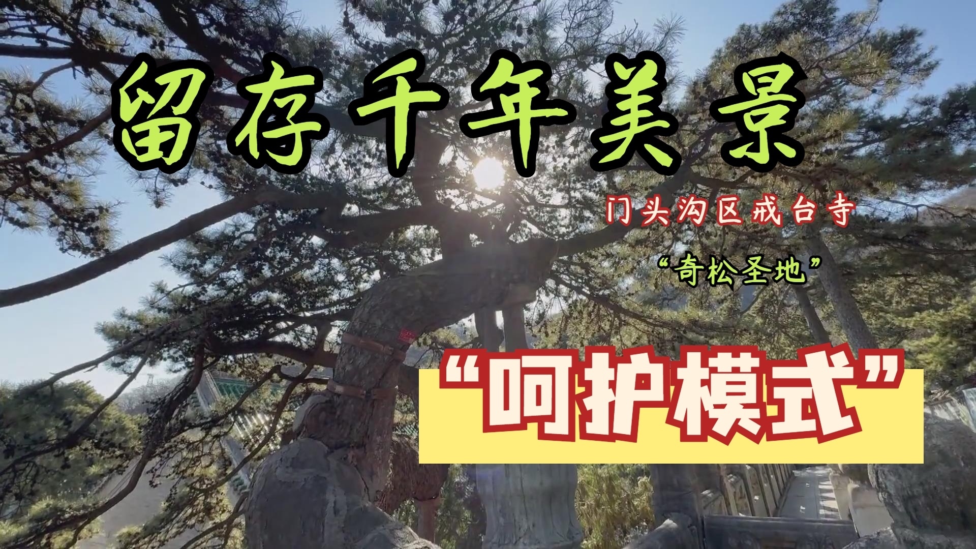门头沟戒台古树开启“呵护模式”留存千年美景