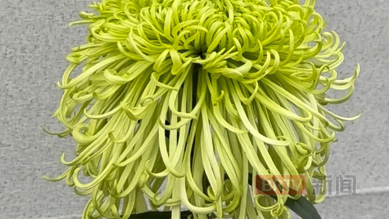 北京菊花擂台赛“菊王”诞生 气质超独特 北京菊花擂台赛“菊王”诞生 气质超独特