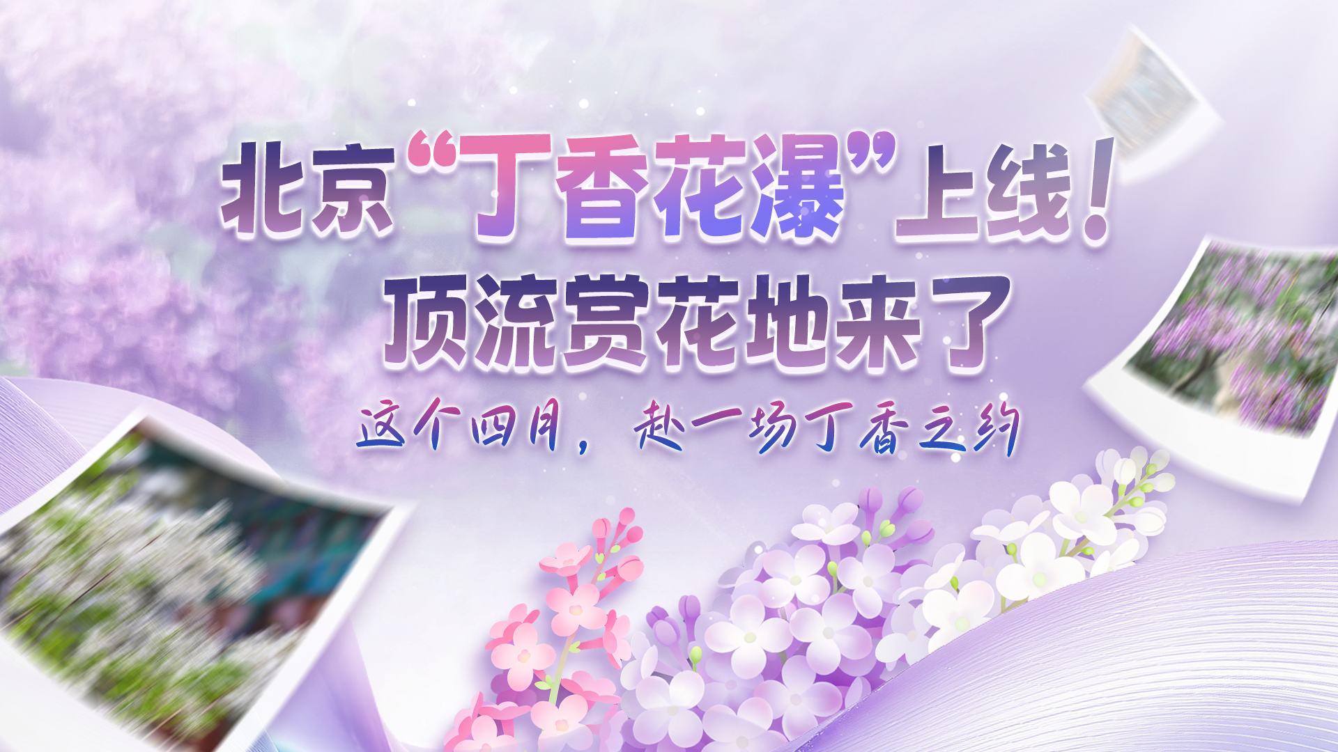 北京周末去哪儿｜满城丁香已盛开，这几处花海别错过