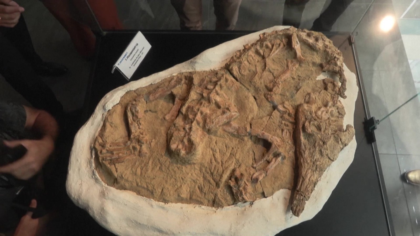 罕见!秘鲁展示史前鳄鱼幼体化石 罕见!秘鲁展示史前鳄鱼幼体化石