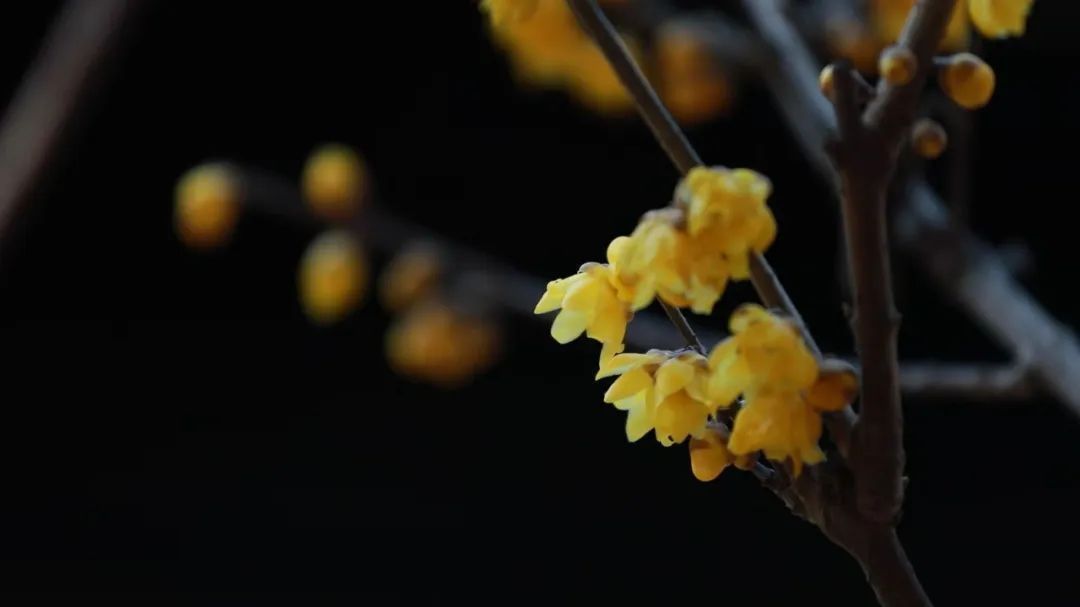 回暖了，下周最高气温14℃！这里最佳观赏期到了——