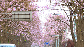 泡桐花开邀您共赴亦城春日之约