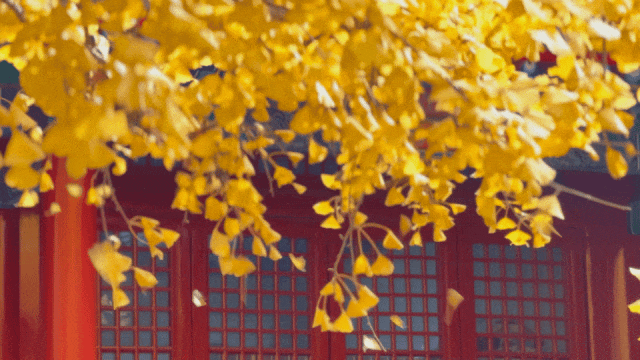 “北京神秘寺庙”专为银杏免费开放2周!还有这5座古寺银杏别错过~ “北京神秘寺庙”专为银杏免费开放2周!还有这5座古寺银杏别错过~