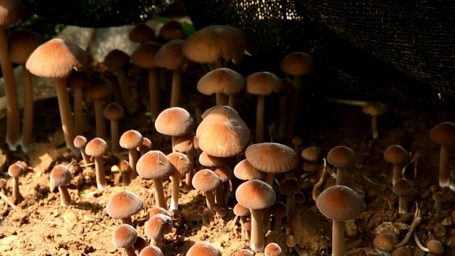 菌中之王鸡枞，夏天的专属鲜味