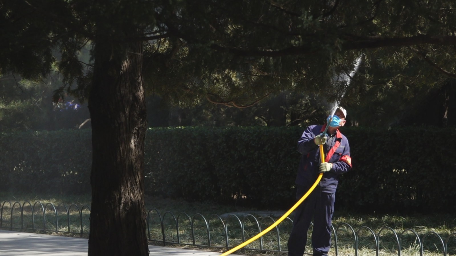 从“被动防护”到“主动出击”  北京花粉治理彰显“生态智慧”
