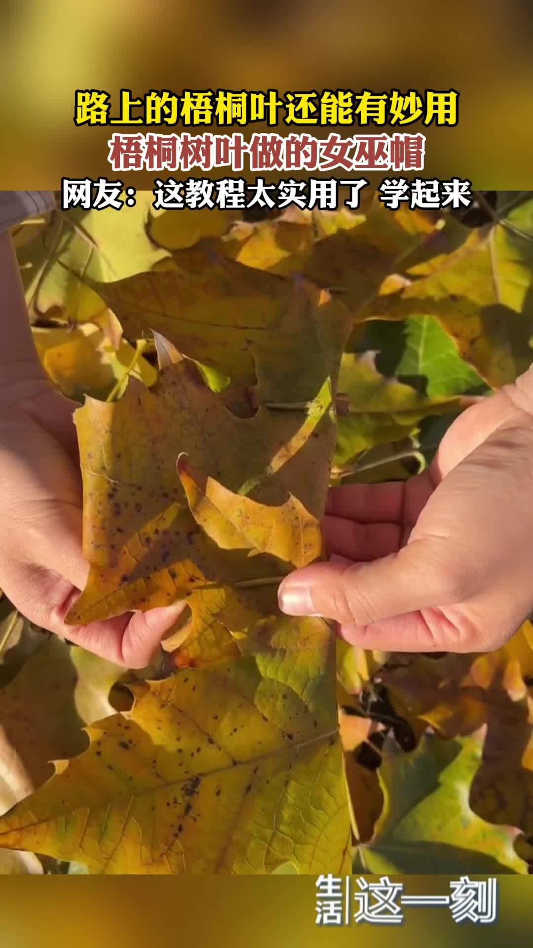 路上的梧桐叶还能有妙用  梧桐树叶做的女巫帽  网友：这教程太实用了