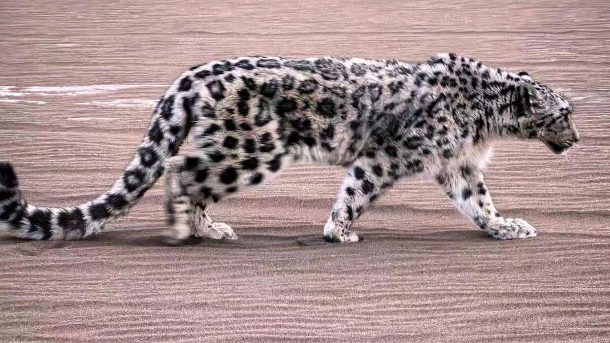 罕见！雪豹现身新疆库木塔格沙漠 警方联动紧急救助