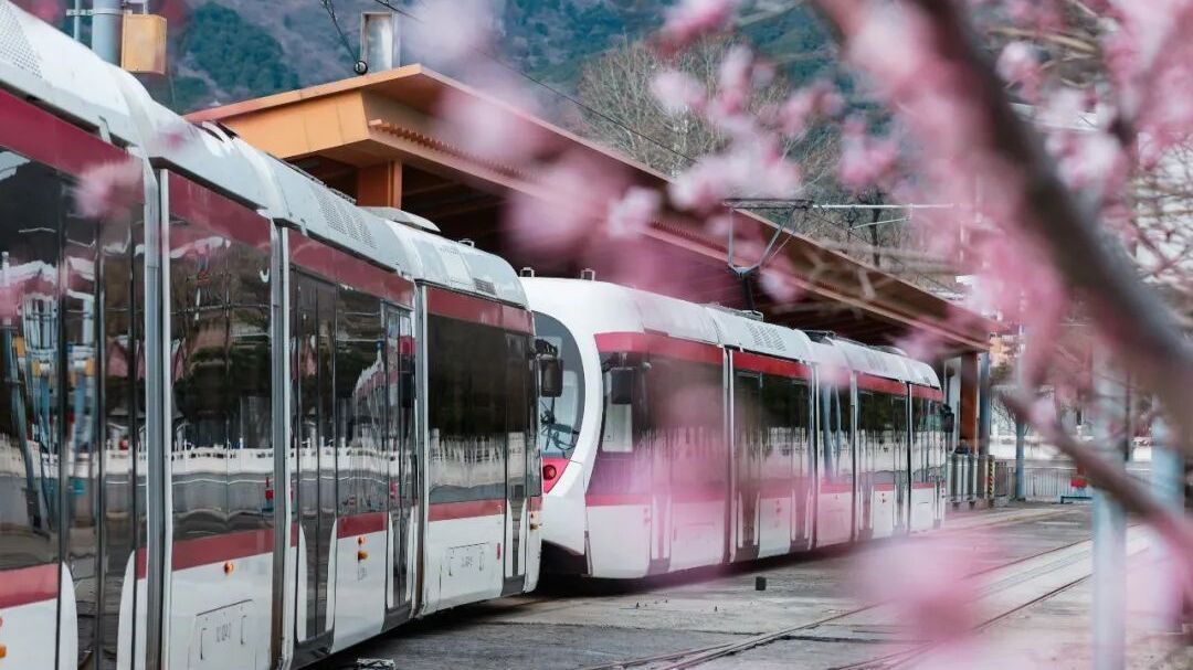 这个三月乘着“最美西郊线”穿越花海，最佳乘车时间和路线来啦！