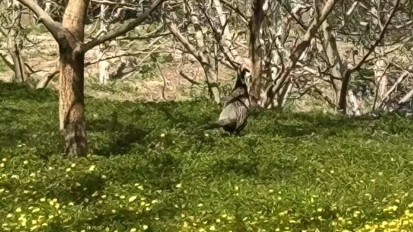 北京城市绿心公园  惊现“溜达野鸡”