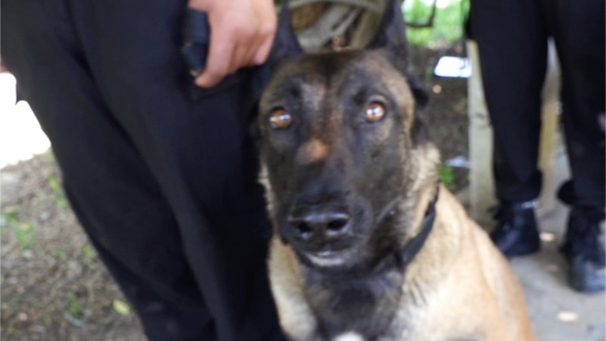 来自北京警犬的凝视#反诈