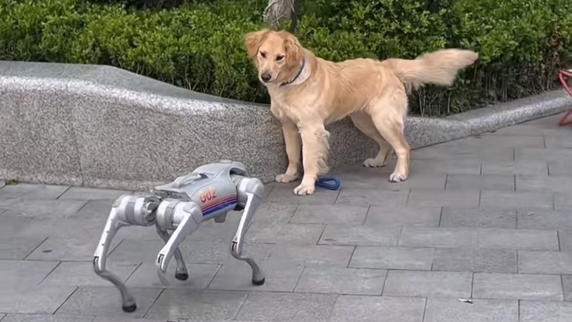 大金毛被机器狗吓得钻进草丛