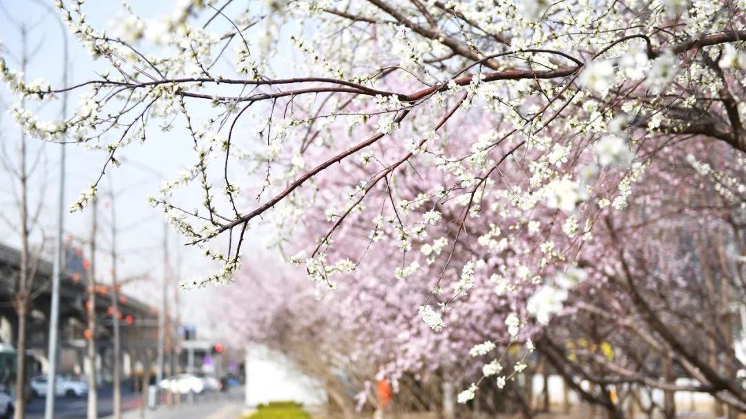 北京房山:开了!开了! 北京房山:开了!开了!