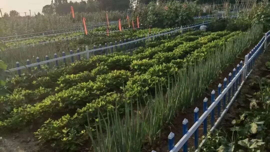 家门口的小确幸!房山区共享菜园+1 家门口的小确幸!房山区共享菜园+1