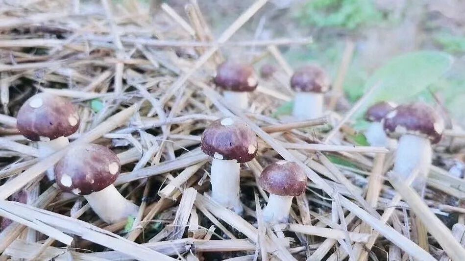 林菌共生!我区首批大规模种植赤松茸可以采摘了 林菌共生!我区首批大规模种植赤松茸可以采摘了