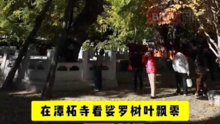 乾隆皇帝御封的银杏树，秋叶黄了几分？