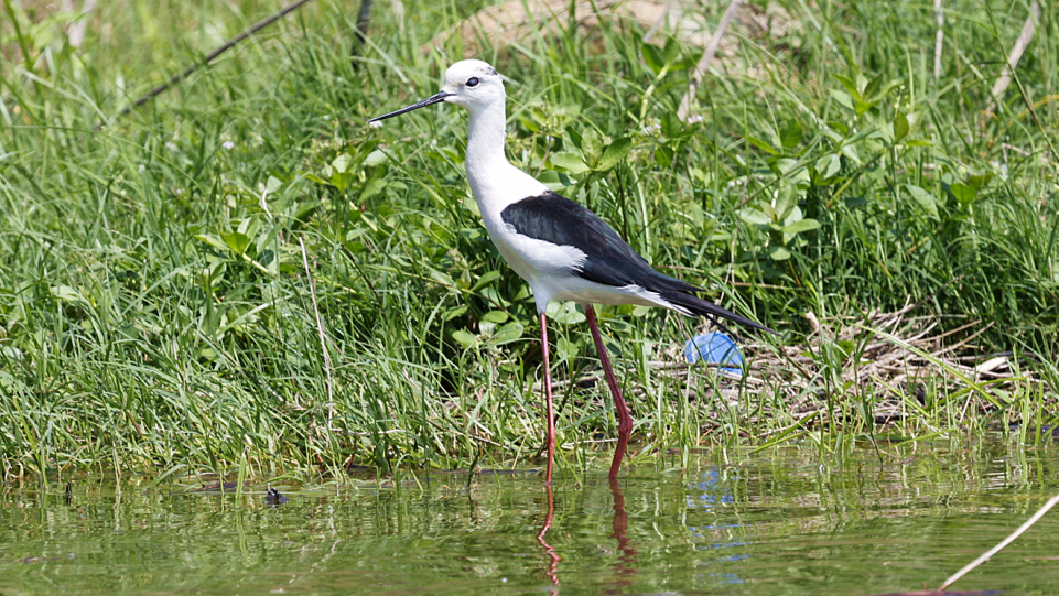 冬季到十堰来看鸟！你能认出几个小可爱？