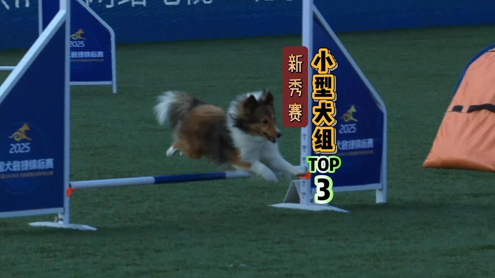 盘点赛事最快狗狗·新秀赛小型犬组TOP3 盘点赛事最快狗狗·新秀赛小型犬组TOP3