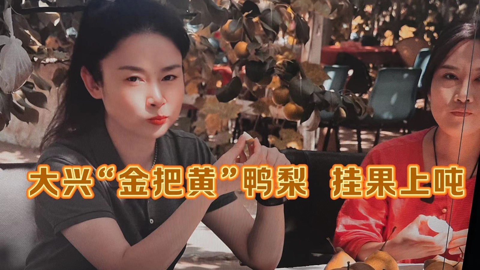 记者探访梨花村:大兴名梨“金把黄”挂果上吨 记者探访梨花村:大兴名梨“金把黄”挂果上吨