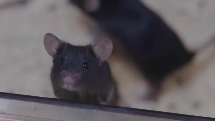 短暂“出差”太空 “小鼠航天员”太空之旅如何度过？