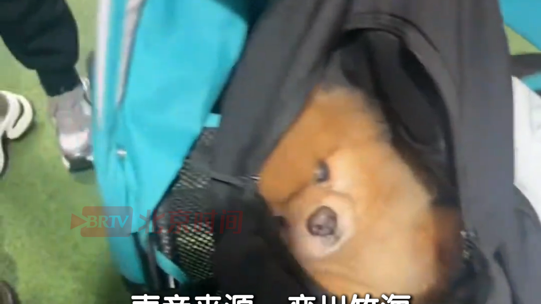 游客将狗藏于包中带入熊猫馆被劝离 动物园：宠物可能携带病毒