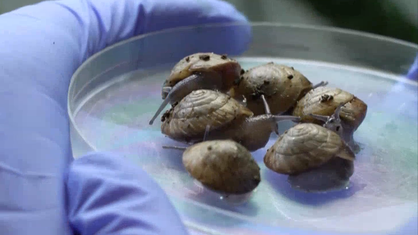 豌豆大小的生命奇迹：英国一动物园让“灭绝”蜗牛重获新生