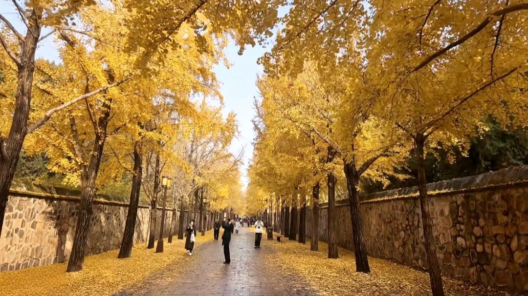 请美景多驻留几天,北京公园“落叶缓扫”留住最美秋色 请美景多驻留几天,北京公园“落叶缓扫”留住最美秋色