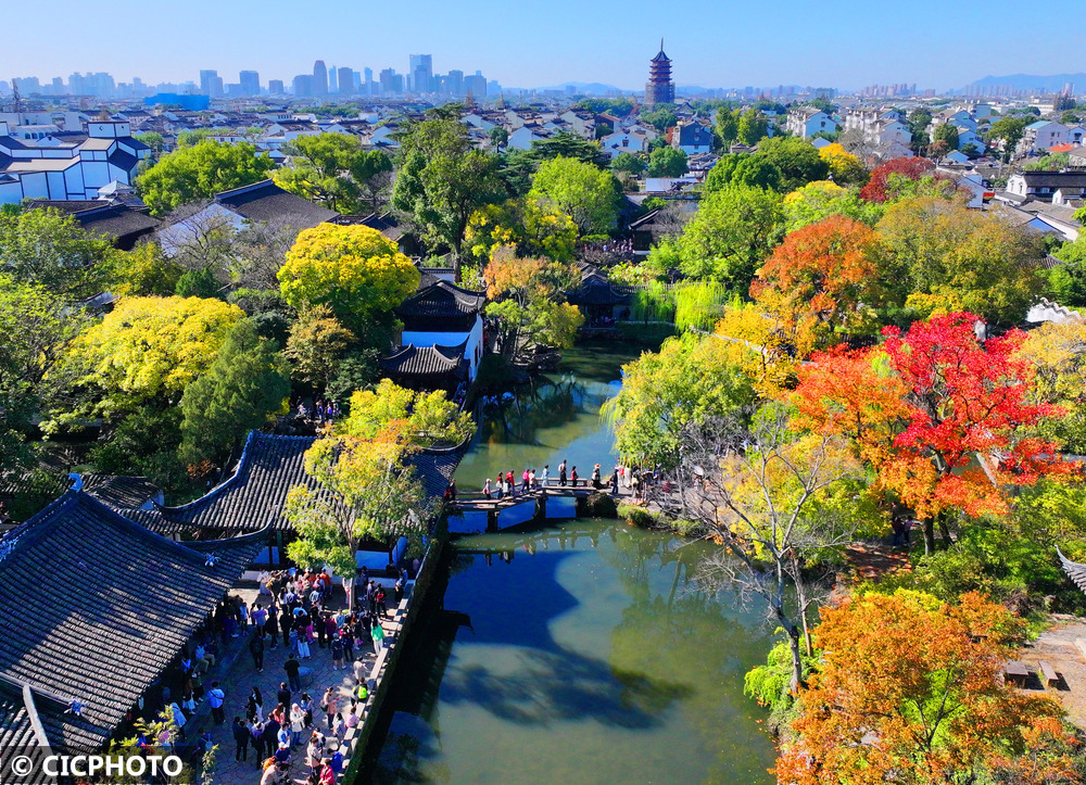 古树秋韵 古树秋韵