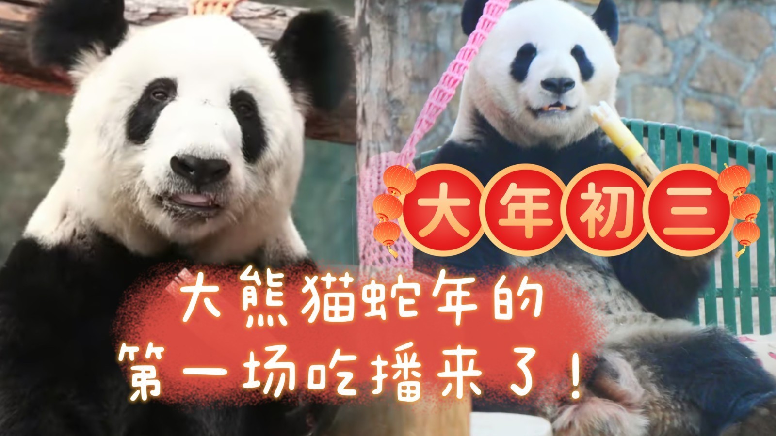 大年初三，北京动物园大熊猫蛇年的第一场吃播来了！
